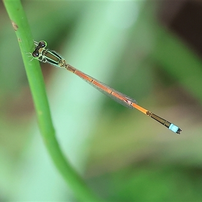 Ischnura aurora (Aurora Bluetail) at Wodonga, VIC - 1 Dec 2024 by KylieWaldon