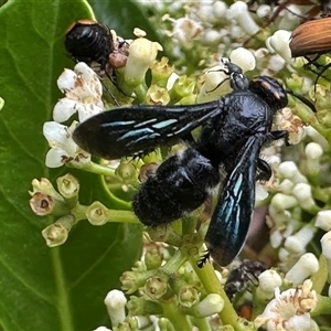 Scoliidae sp. (family) (Unidentified Hairy Flower Wasp) at Bonner, ACT by MegFluke