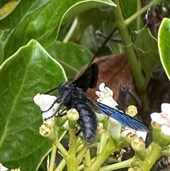 Scoliidae sp. (family) at Bonner, ACT - 5 Dec 2024