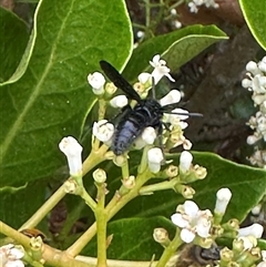 Scoliidae sp. (family) at Bonner, ACT - 5 Dec 2024