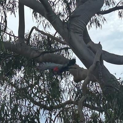 Callocephalon fimbriatum (Gang-gang Cockatoo) at Weetangera, ACT - 5 Dec 2024 by Spar