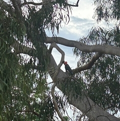 Callocephalon fimbriatum at Weetangera, ACT - suppressed