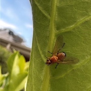 Unidentified True fly (Diptera) at Bonner, ACT by MegFluke