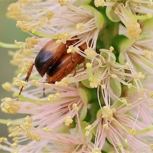 Phyllotocus macleayi at Wodonga, VIC by KylieWaldon