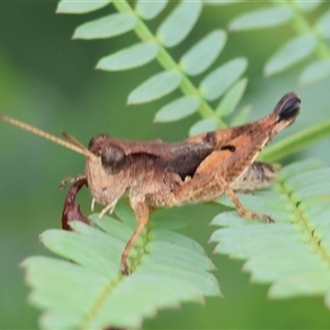 Phaulacridium vittatum (Wingless Grasshopper) at Wodonga, VIC by KylieWaldon