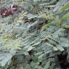 Acacia rubida (Red-stemmed Wattle, Red-leaved Wattle) at Wodonga, VIC - 1 Dec 2024 by KylieWaldon