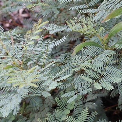 Acacia rubida (Red-stemmed Wattle, Red-leaved Wattle) at Wodonga, VIC - 30 Nov 2024 by KylieWaldon