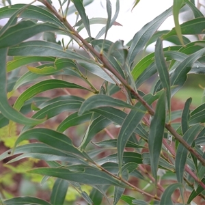 Acacia rubida at Wodonga, VIC - 1 Dec 2024 08:25 AM