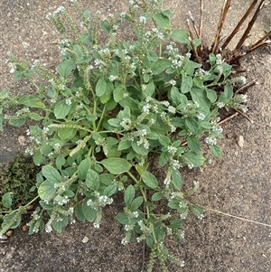 Heliotropium europaeum at Campbell, ACT - 5 Dec 2024