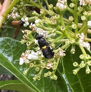 Odontomyia hunteri at Bonner, ACT - suppressed