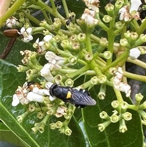 Odontomyia hunteri at Bonner, ACT - suppressed