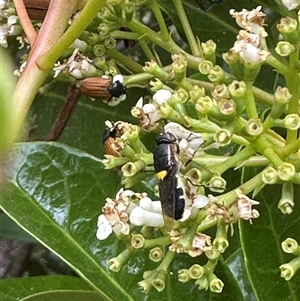 Odontomyia hunteri at Bonner, ACT - suppressed