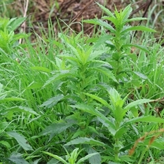 Unidentified Other Wildflower or Herb at Wodonga, VIC - 1 Dec 2024 by KylieWaldon