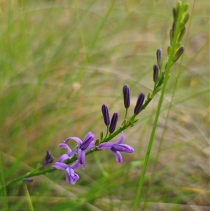 Caesia calliantha (Blue Grass-lily) at Captains Flat, NSW by Csteele4