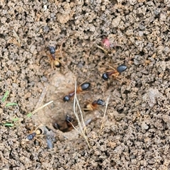 Camponotus consobrinus (Banded sugar ant) at Wodonga, VIC - 1 Dec 2024 by KylieWaldon