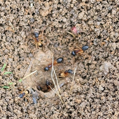 Camponotus consobrinus (Banded sugar ant) at Wodonga, VIC - 1 Dec 2024 by KylieWaldon