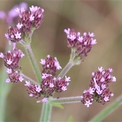 Verbena sp. at Wodonga, VIC - 1 Dec 2024 by KylieWaldon