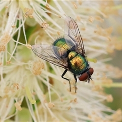 Lucilia sp. (genus) (A blowfly) at Wodonga, VIC - 1 Dec 2024 by KylieWaldon