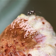 Unverified at suppressed - suppressed