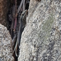 Egernia saxatilis (Black Rock Skink) at Rendezvous Creek, ACT - 4 Dec 2024 by jmcleod