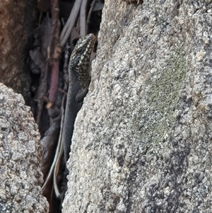 Egernia saxatilis (Black Rock Skink) at Rendezvous Creek, ACT by jmcleod