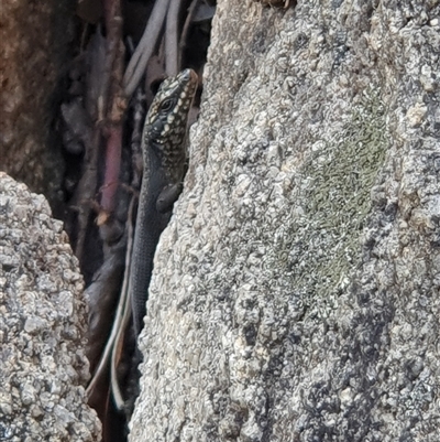 Egernia saxatilis (Black Rock Skink) at Rendezvous Creek, ACT - 4 Dec 2024 by jmcleod