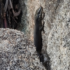 Egernia saxatilis at Rendezvous Creek, ACT - 5 Dec 2024