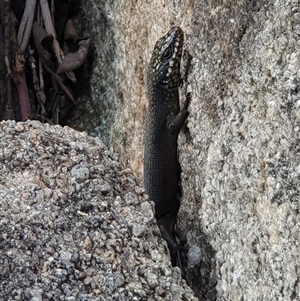 Egernia saxatilis at Rendezvous Creek, ACT - 5 Dec 2024