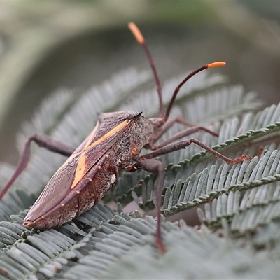 Mictis profana (Crusader Bug) at Wodonga, VIC - 1 Dec 2024 by KylieWaldon