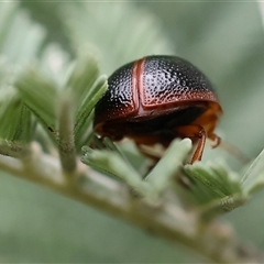 Dicranosterna immaculata (Acacia leaf beetle) at Wodonga, VIC - 1 Dec 2024 by KylieWaldon