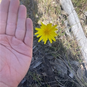 Microseris walteri at Throsby, ACT - 10 Oct 2024 11:08 AM