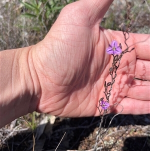 Thysanotus patersonii at Kenny, ACT - 1 Oct 2024