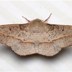 Antictenia punctunculus (A geometer moth) at Rosedale, NSW - 3 Dec 2024 by jb2602