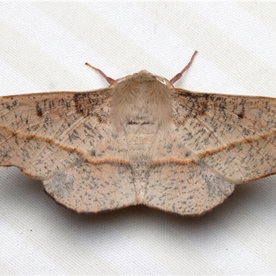 Antictenia punctunculus (A geometer moth) at Rosedale, NSW - 3 Dec 2024 by jb2602