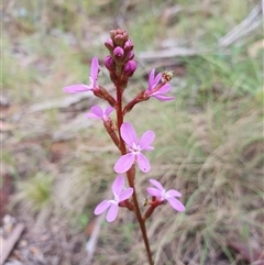 Stylidium graminifolium (grass triggerplant) at Rendezvous Creek, ACT - 4 Dec 2024 by jmcleod