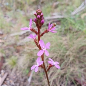 Stylidium graminifolium at Rendezvous Creek, ACT - 5 Dec 2024