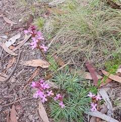 Stylidium graminifolium at Rendezvous Creek, ACT - 5 Dec 2024