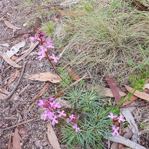 Stylidium graminifolium at Rendezvous Creek, ACT - 5 Dec 2024