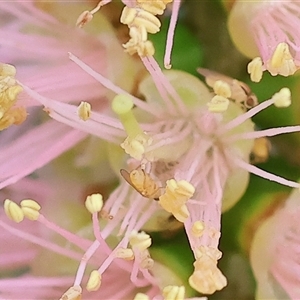 Unidentified True fly (Diptera) at Wodonga, VIC by KylieWaldon