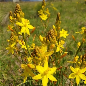 Bulbine bulbosa at Rendezvous Creek, ACT - 5 Dec 2024