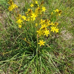 Bulbine bulbosa at Rendezvous Creek, ACT - 5 Dec 2024