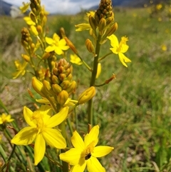 Bulbine bulbosa at Rendezvous Creek, ACT - 5 Dec 2024