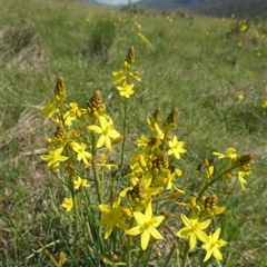 Bulbine bulbosa at Rendezvous Creek, ACT - 5 Dec 2024