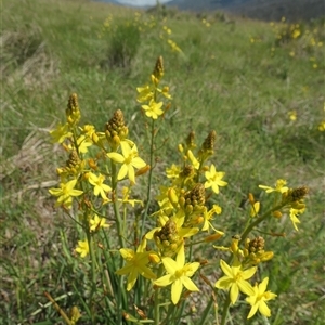 Bulbine bulbosa at Rendezvous Creek, ACT - 5 Dec 2024