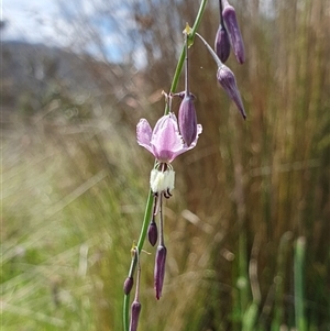 Arthropodium milleflorum at Rendezvous Creek, ACT - 5 Dec 2024 11:20 AM