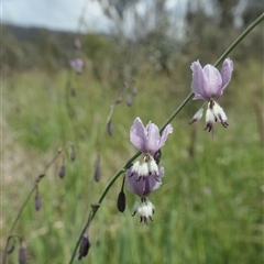 Arthropodium milleflorum at Rendezvous Creek, ACT - 5 Dec 2024 11:20 AM