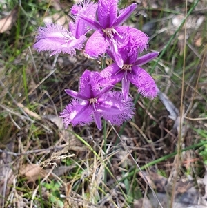 Thysanotus tuberosus subsp. tuberosus at Rendezvous Creek, ACT - 5 Dec 2024