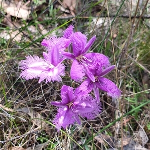 Thysanotus tuberosus subsp. tuberosus at Rendezvous Creek, ACT - 5 Dec 2024