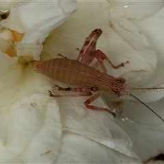 Tettigoniidae (family) (Unidentified katydid) at Scullin, ACT - 1 Dec 2024 by AlisonMilton