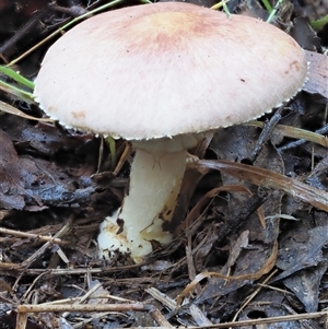 Agaricus sp. (Agaricus) at Uriarra Village, ACT by KenT